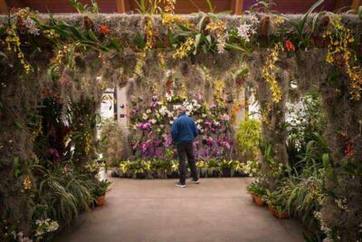 A visitor walks around the conservatory during Allure, an orchid exhibition.