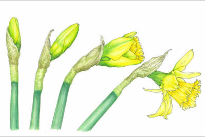 NESBA illustrated botanical flowers