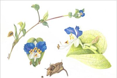 New Englanda Society of Botanical Artists botanical illustration