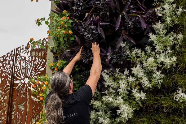 Horticulturalist sets a plant up in a pot of the living wall