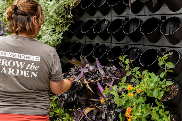 Horitculturalist sets up the living wall