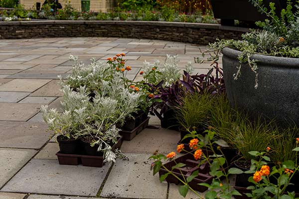 Plants on the ground