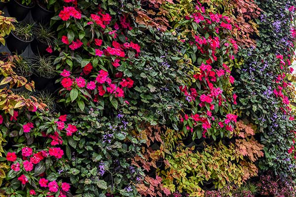 The living wall consisting an arrangement of plants