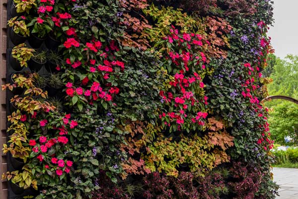 The living wall consisting an arrangement of plants