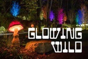 Glowing Wild event in the ramble garden is a night time event with colorful lit up trees and mushrooms featuring music in the evening.