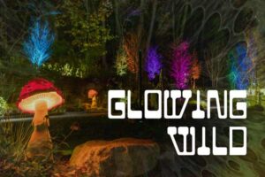 Glowing Wild event at Night