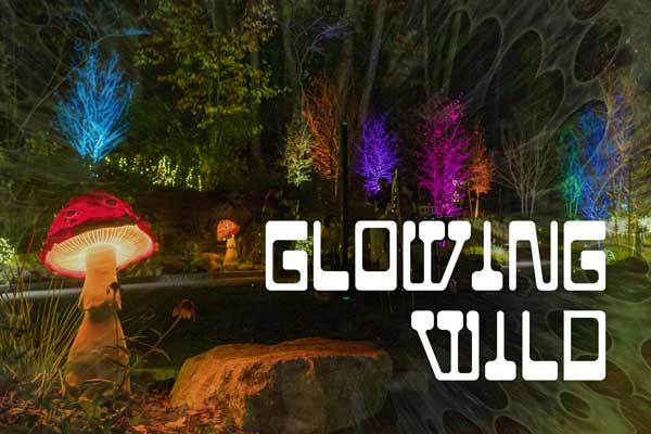 Glowing Wild event at Night