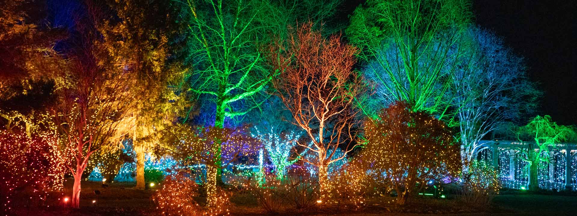 Illuminated trees during Night Lights