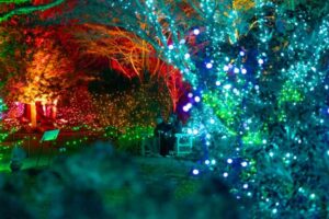 Bright blue lights during Night Lights in the Lawn Garden