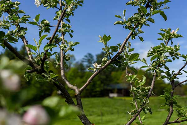 Many varieties in the collection bloomed this spring, the first time the majority of the trees have flowered since their planting.