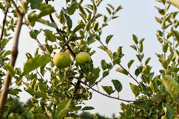 Two light green apples fruiting on the branches of an apple tree