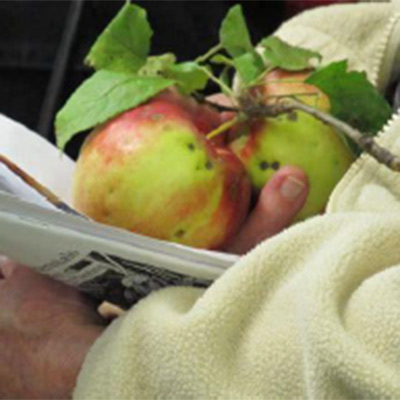 two apple attached to a stem with leaves, held by two hands with stack of papers underneath the apples