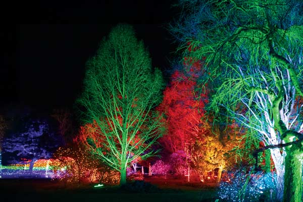 Trees lit up by vibrant and colorful holiday lights at a outdoor Garden space