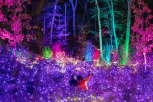 2 people in a sea of decorated bushes full of purple lights with colorful lit up trees in the background during a Holiday Night Lights event