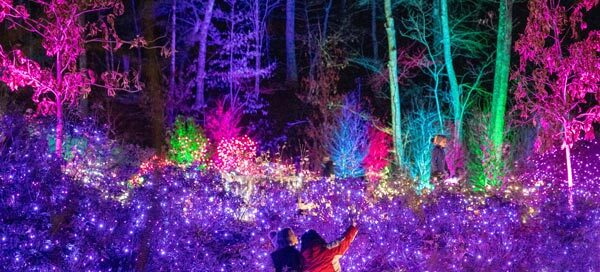 2 people in a sea of decorated bushes full of purple lights with colorful lit up trees in the background during a Holiday Night Lights event