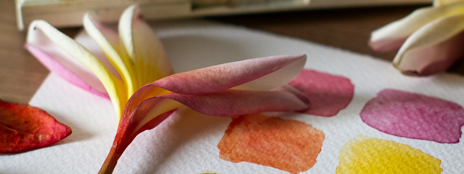 A dainty pastel a flat flower laying on a watercolored swatched