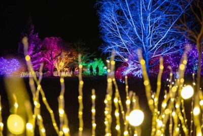 Close up of white lights shaped as tall grass, with lit up trees in a botanic garden in the background