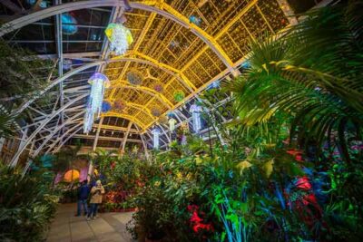 Lush plants and string lights fill the Orangerie conservatory at night