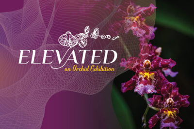 Text graphics of "Elevated: An Orchid Exhibition" on top of an image of purple orchids, intertwined with mesh and gradient graphic.