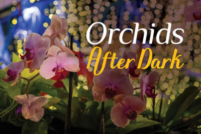 pink orchids with yellow lights hanging from the conservatory's ceiling in the background