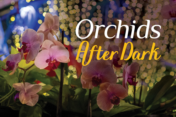 pink orchids with yellow lights hanging from the conservatory's ceiling in the background