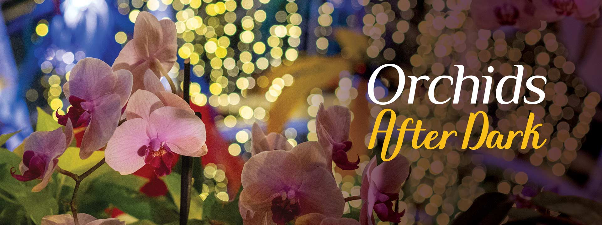 pink orchids with yellow lights hanging from the conservatory's ceiling in the background