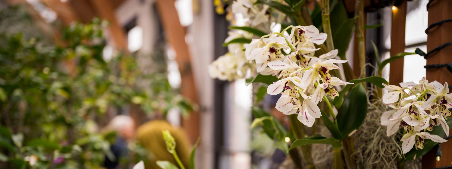 white orchids