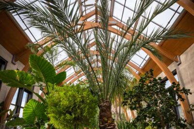 The Limonaia conservatory filled with subtropical plants