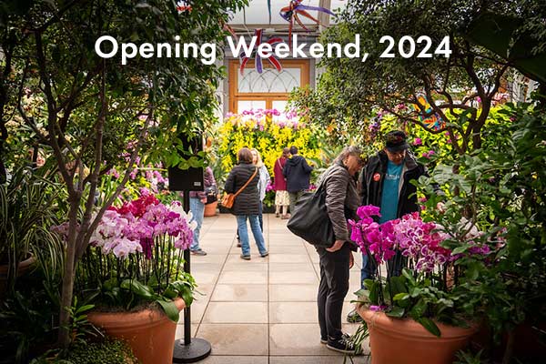 Orchids opening weekend display