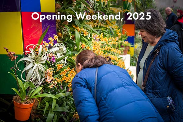 Visitors smelling fresh orchids