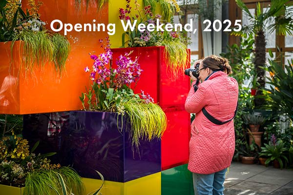 A photographer taking a picture of orchids planted in colorful cubes