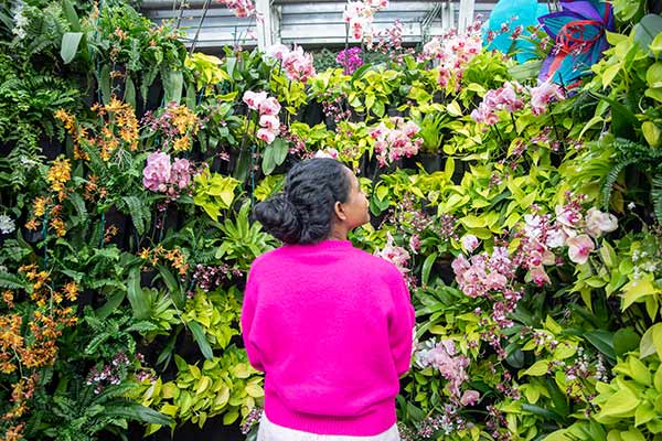 A woman stand in front of a wall of orchids with her back against the camera