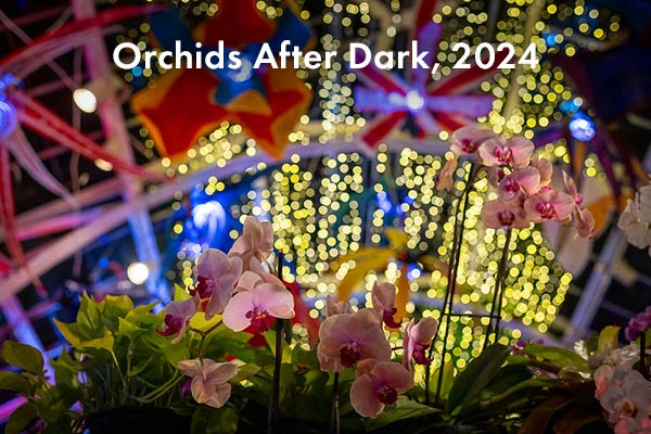 Looking up at the skylight of the conservatory from inside, with lights and paper orchids hung up in the background, while white and pink orchids appear in the foreground