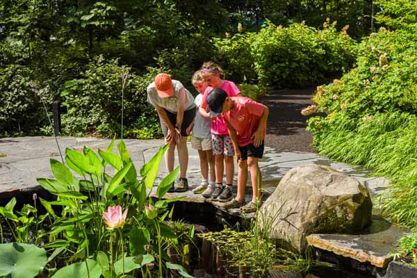 Kids looking for frogs in the Ramble's pond