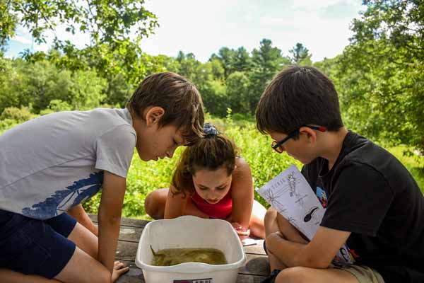 Kids observing wild insects and species in a tub