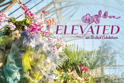 Text graphics of "Elevated: An Orchid Exhibition" on top of an image an exhibit filled with orchid flowers and the featured hanging mesh-art piece with orchids in it by Cicely Carew