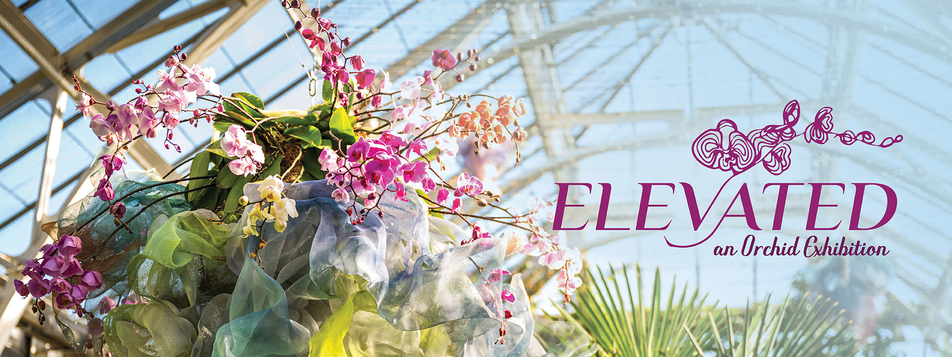 Text graphics of "Elevated: An Orchid Exhibition" on top of an image an exhibit filled with orchid flowers and the featured hanging mesh-art piece with orchids in it by Cicely Carew