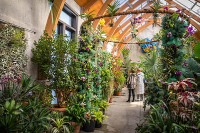 Two visitors in the Limonaia conservatory observing the orchids exhibit