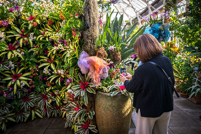 A visitor taking a smartphone photo of an orchid