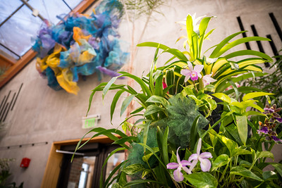 Cicely Carew's blue and yellow mesh art attached to the wall close to the ceiling of the conservatory