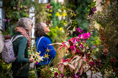 Pink orchids in focus with visitors in the background observing orchids in the conservatory