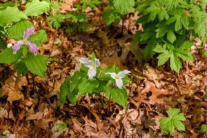 Great white trillium in bloom
