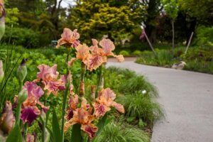 A bearded iris in bloom with a paved walkway in the background