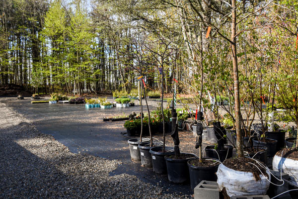 horticulture-resource-opt Freshly potted trees