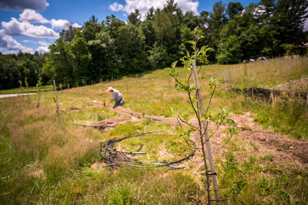 orchard-restoration-opt The Orchard being restored at the Garden