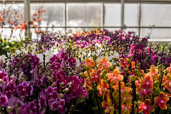 Rows of colorful orchids in the greenhouse