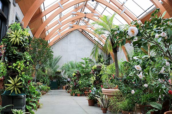the_limonaia_opt The limonaia conservatory featuring arched wood beams and window skylight with subtropical plants living in the conservatory