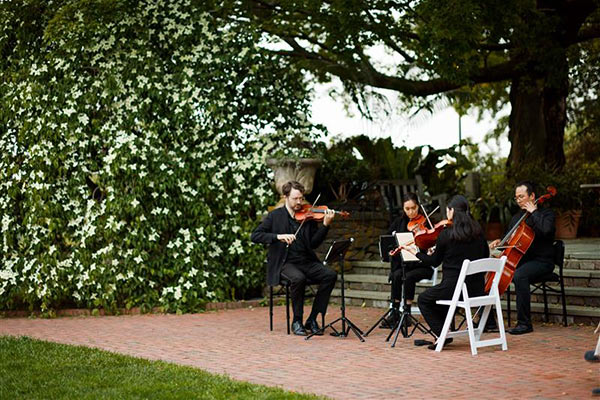 A small orchestra consisting of three violinists and one cello player are playing music at the garden with lush green tree behind them