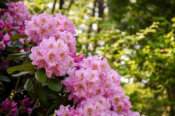 rhododendron are a bright pink flowers bundled up with orange center per flower