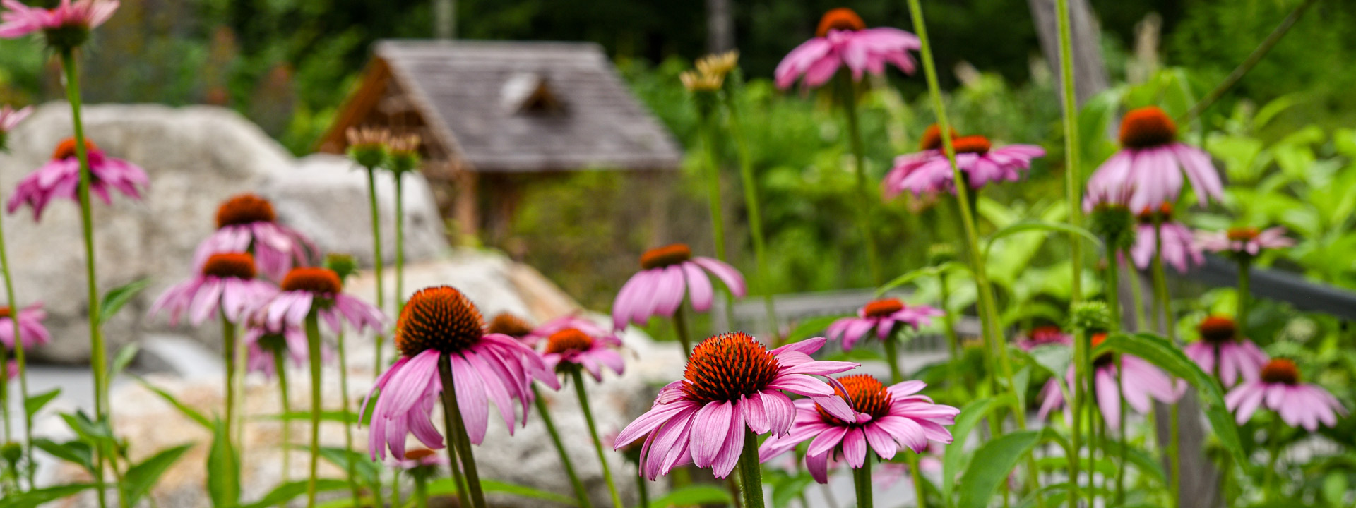 Coneflowers in the Ramble of New England Botanic Garden